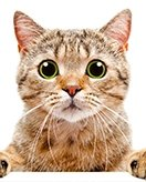 Please provide the Dutch text.