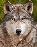 Please provide the Dutch text.