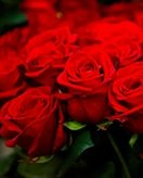 Please provide the Dutch text.