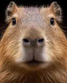 Coloring Page Capybara