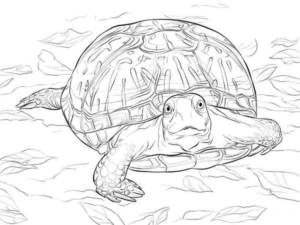 Detailed Tortuga Caminando Hacia Delante Coloring Page