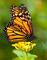 Childrens coloring page