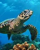 Childrens coloring page