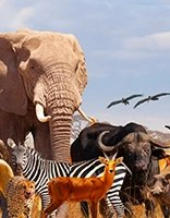 Coloring Page Animals