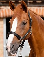 Coloring Page Horses Coloring Book