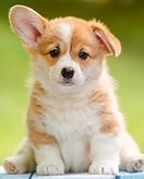 Childrens coloring page