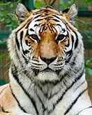 Childrens coloring page