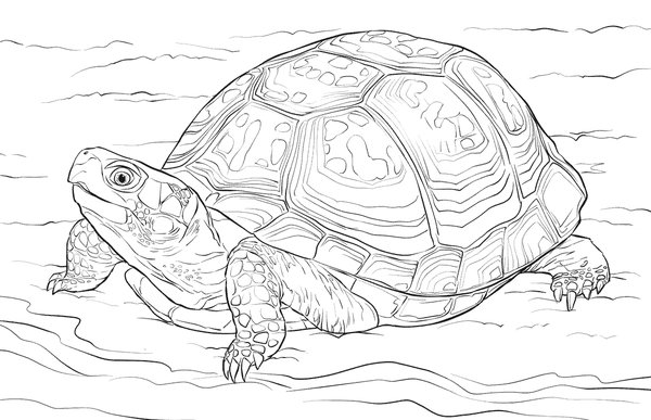 Detailed Turtle Coloring Page