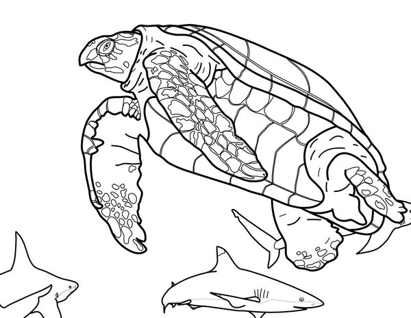 Coloring Page: Turtle Swimming with Sharks