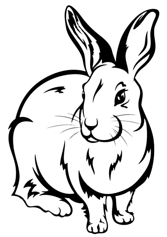Coloring Page Realistic Rabbit