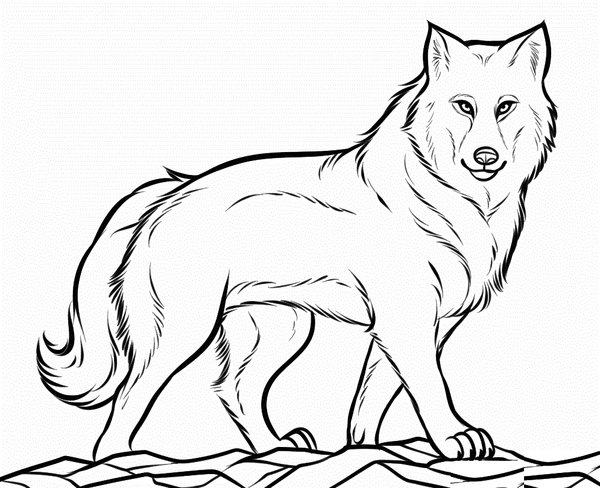 Coloring Page Ziemlich Stolzer Wolf