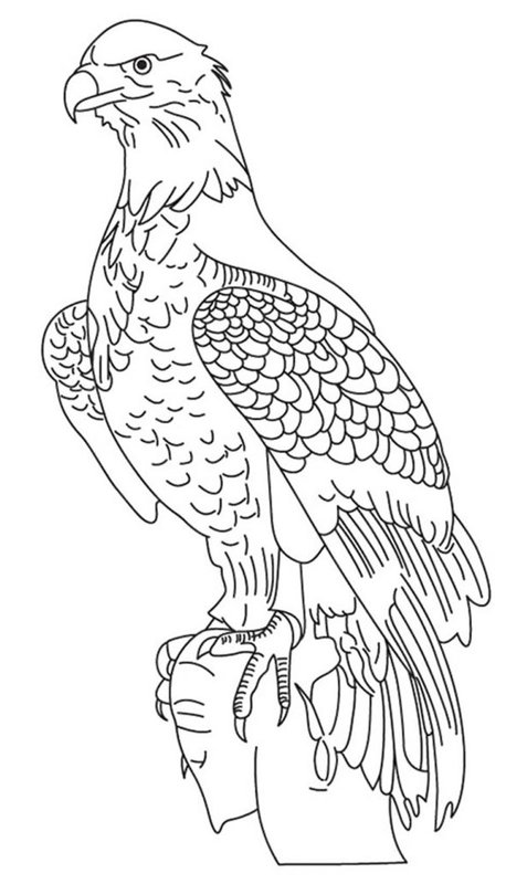 Coloring Page Birds Sitting Proud Eagle