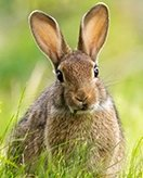 Rabbit Coloring Pages