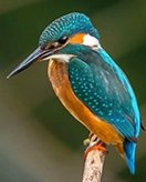 Please provide the Dutch text.