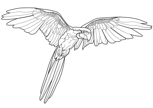 Coloring Page Birds Flying Parrot