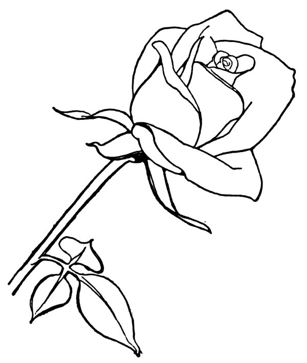 Coloring Page Long Rose