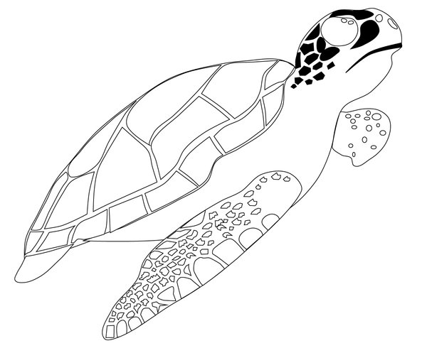Zeeschildpad Zwemt Boven coloring page for children