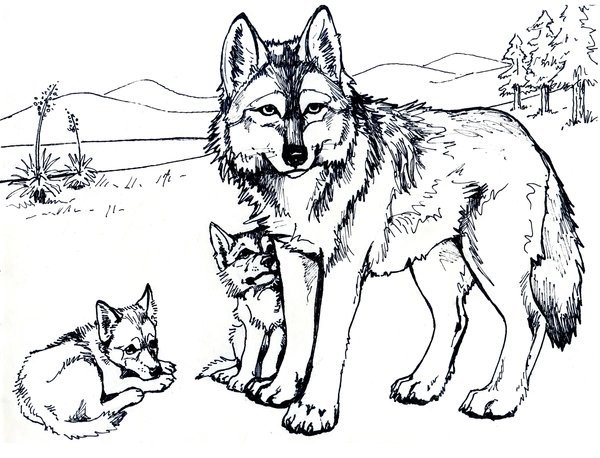 Coloring Page Wolf with Two Baby Wolves