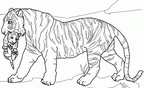 Coloring Page Tiger Carrying Baby