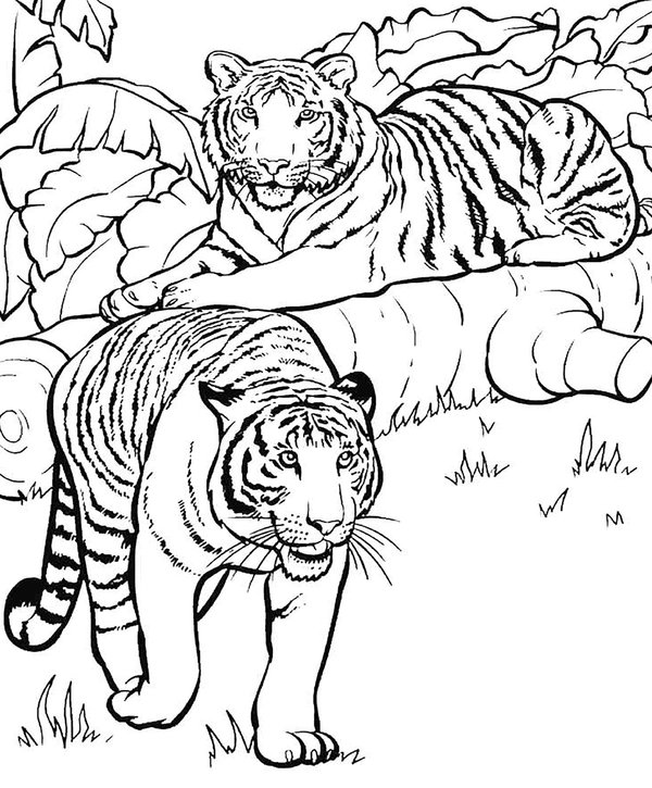 Coloring Page Two Tigers