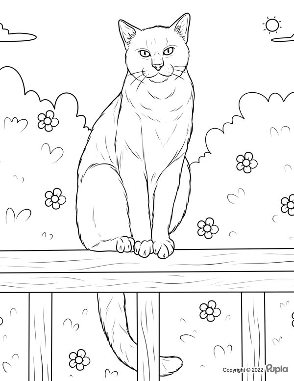 Coloring Page Cat Sitting on Bench
